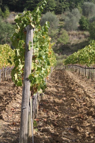 Castello Di Potentino Vineyard